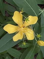Hypericum monogynum
