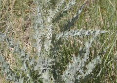 Cirsium mohavense