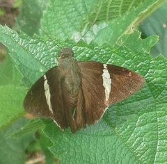 Eudaminae