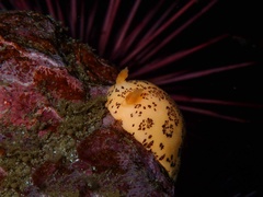 Peltodoris mullineri