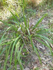 Dianella brevipedunculata