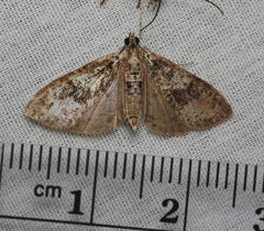 Palpita arsaltealis