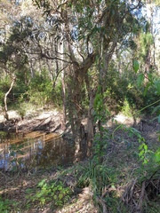 Melaleuca irbyana