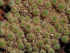 Cusickiella quadricostata