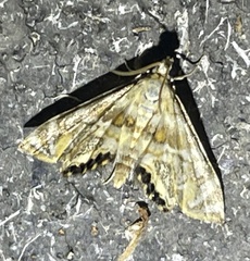 Petrophila canadensis