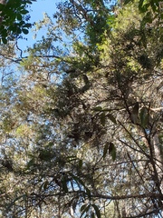 Melaleuca irbyana
