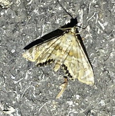 Petrophila canadensis