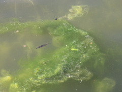 Zannichellia palustris