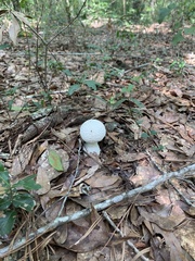 Amanita abrupta