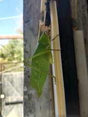 Stilpnochlora thoracica