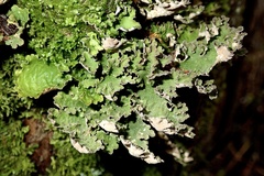 Dendriscosticta gelida