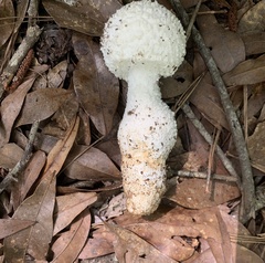 Amanita abrupta