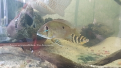 Geophagus argyrostictus