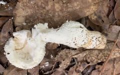 Amanita abrupta