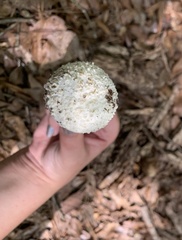 Amanita abrupta