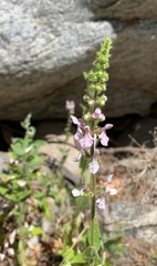 Stachys stebbinsii