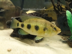 Hemichromis elongatus