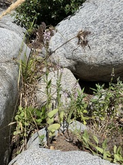 Stachys stebbinsii