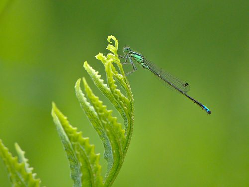 Eastern forktail