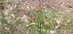 Schizaea