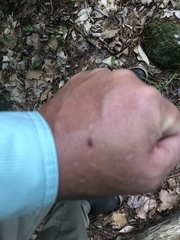 Aedes canadensis canadensis