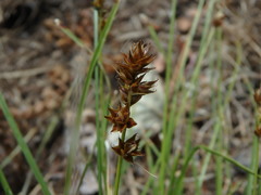 Carex muricata pairae