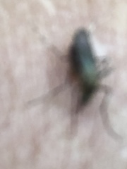 Aedes canadensis canadensis