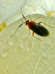 Rhinocapsus rubricans