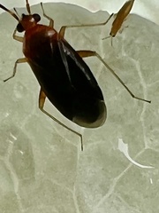 Rhinocapsus rubricans