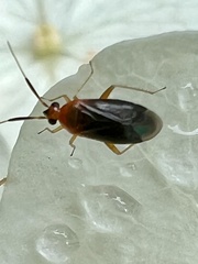 Rhinocapsus rubricans