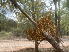 Arceuthobium vaginatum