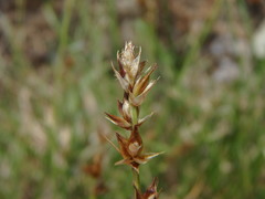 Carex muricata pairae