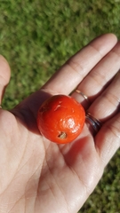 Hicksbeachia pinnatifolia