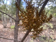 Arceuthobium vaginatum