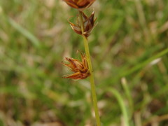 Carex muricata pairae