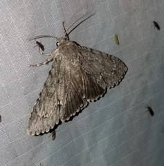Acronicta americana