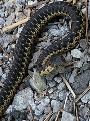 Thamnophis couchii