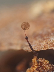 Clastoderma