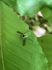 Furia ithacensis