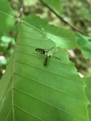 Furia ithacensis