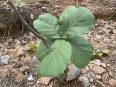 Quercus jonesii