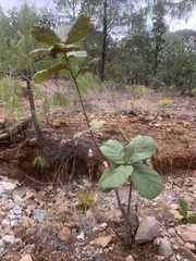 Quercus jonesii