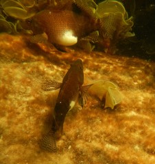 Serranus subligarius