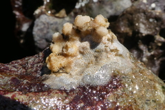 Heteropora pacifica