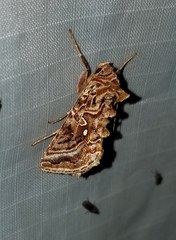 Autographa mappa