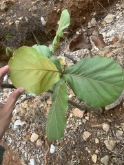 Quercus jonesii