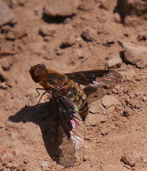 Hemipenthes seminiger