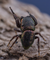 Sassacus cyaneus