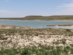 Himantopus mexicanus