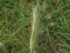 Hordeum secalinum